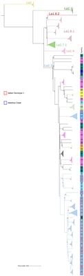Inside Mycobacterium bovis SB0120 spoligotype circulating in Italy: analysis of the most frequent genotypes by whole genome sequencing